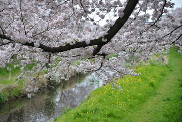 小川と桜の木