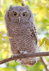 Eastern screech owl baby perched on a tree branch with green background, Quebec, Canada