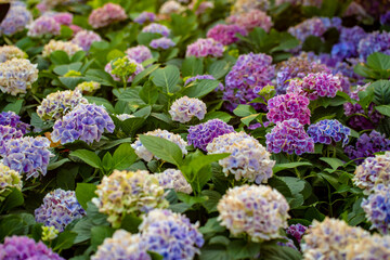 Photo of hydrangea flower field 