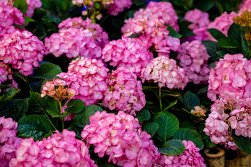 Photo of hydrangea flower field 
