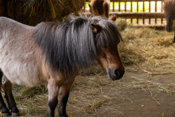 Pony horse is walking in paddock. Little horse in brown color on farm backyard. Domestic animals...