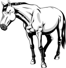 Horse Stand Graphic Design. Vector Hand Drawn Illustration Isolated On Transparent Background