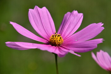 Obraz premium ピンク色のコスモス