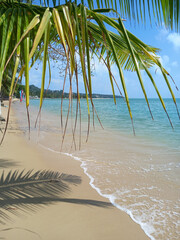 Coconut palm tree on the beach with blue sky and sea background. 