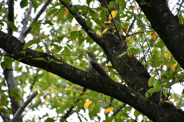 木の枝にとまる鳥