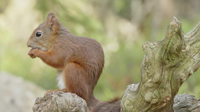 Red squirrel jumps onto wood stump to eat nut. Profile shot blurry background
