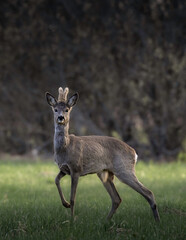 deer in the woods