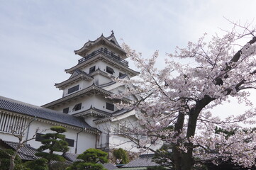 桜の季節の今治城