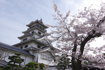 Fototapeta premium 桜の季節の今治城