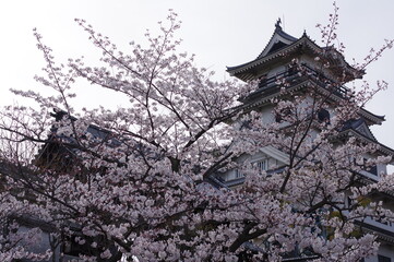 桜と今治城の天守