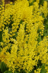 満開のキエビネ