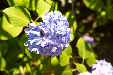 blue hydrangea macrophylla or hortensia shrub in full bloom in a flower pot, with fresh green...