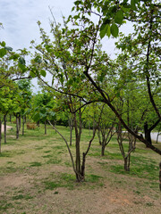 Outdoor park with trees and grass.