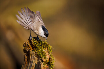 Marsh tit on a branch just before take off
