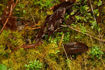 Closeup on a Pacific Ensatina eschscholtzii intermediate form from North California sitting on moss