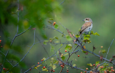 robin on a branch