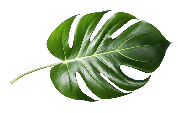 Monstera green tropical leaf close-up, Generative AI