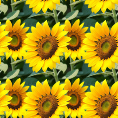 Fototapeta premium Seamless pattern of ripe sunflowers on a field. Illustration perfect for textiles, fabric or wrapping paper. Generative ai.