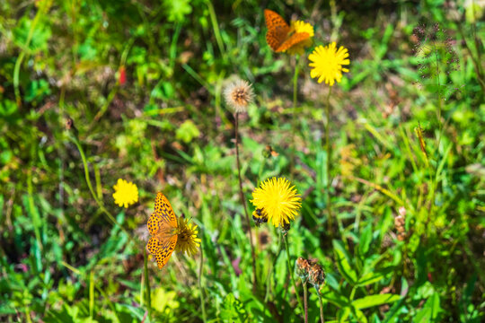 Fototapeta High brown fritillary butterflies at a flowering meadow