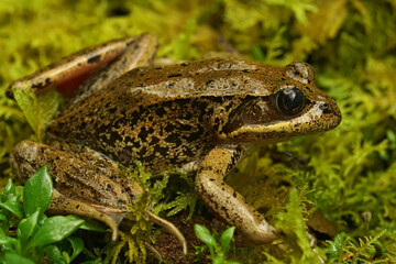 Closup of an endangered adult red-legged frog , Rana aurorae on green moss in Mid Oregon