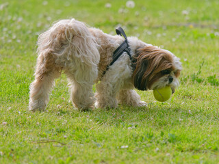 Naklejka na ściany i meble Adorable Shih Tzu dog playing in the park with a ball