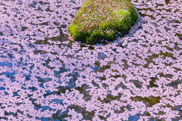 川を流れる桜の花びら　日本春風景