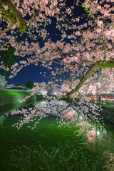 イルミネーションの桜と公園の池　日本