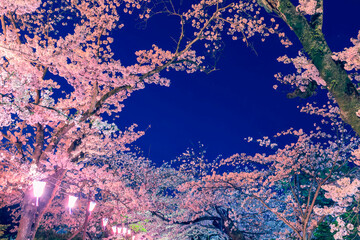 イルミネーションの桜とちょうちん　日本