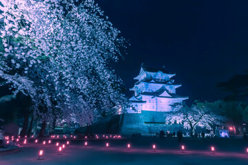 イルミネーションの小田原城と夜桜　日本