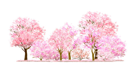 Vector watercolor pink cherry blossom tree side view isolated for landscape and architecture drawing, elements for environment and garden,botanical elements for section in spring