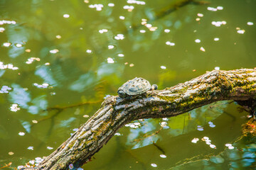 木の枝に休む亀