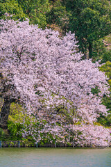 Obraz premium 公園の池に咲く桜 東京