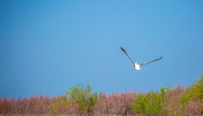 Flying pelicans in the blue sky. Waterfowl at the nesting site. A flock of pelicans walks on a blue lake.