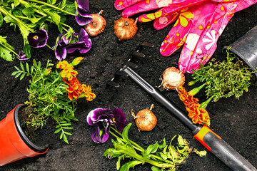 Garden tools, flower seeds and seedlings of marigolds and pansies on the background of the soil,...