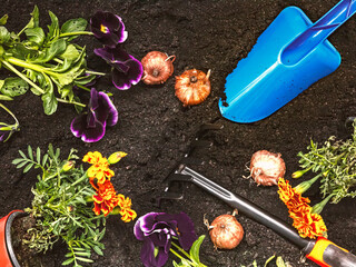 Garden tools, flower seeds and seedlings of marigolds and pansies on the background of the soil, top view