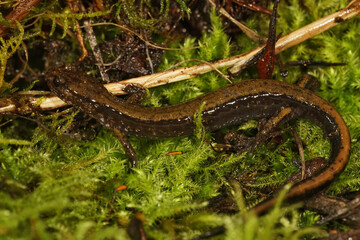 Closeup on an green colored Dunn's salamander, Plethodon dunni, hiding in moss