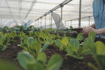 A black female farmer using a tablet smiling friendly at the organic vegetable plots inside the nursery.African woman Taking care of the vegetable plot with happiness in greenhouse using technology.