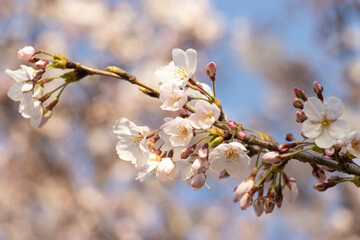 cherry blossom in spring