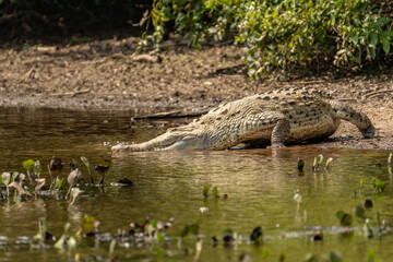 Orinoco Crocodile, crocodylus intermedius, Adult emerging from Water, Los Lianos in Venezuela