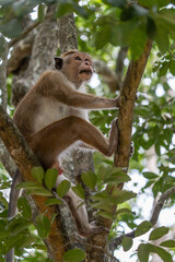 Toque macaque monkey climbs onto a slender tree trunk in the shade of the tropical rain forest, cheek pouch full of collected food.