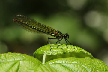 A female Banded Demoiselle, Calopteryx splendens, perching on a leaf in springtime.