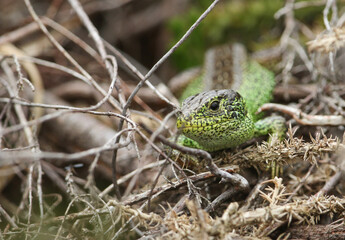 A rare male Sand Lizard, Lacerta agilis, resting in the undergrowth in springtime.