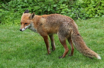 A beautiful Red Fox, Vulpes vulpes, standing on the grass in a garden.