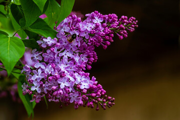 Fototapeta na wymiar Syringa vulgaris, the lilac or common lilac Blooming purple flowers green background, close up branch Bouquet garden beautiful wallpaper delicate PARFUMS Selective focus cluster smell copy space.