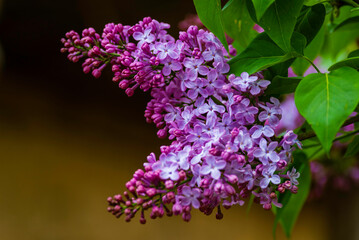 Fototapeta premium Syringa vulgaris, the lilac or common lilac Blooming purple flowers green background, close up branch Bouquet garden beautiful wallpaper delicate PARFUMS Selective focus cluster smell copy space.