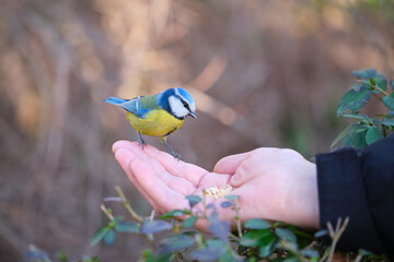 A Eurasian blue tit, Cyanistes caeruleus, eating peanuts from a person hand.