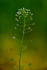 Macro close up Green meadow with Capsella bursa pastoris, Flower of Shepherd's purse. natural background, Wild grass  field Green white flower weed  heart shape pods medicinal plant.