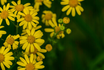 Senecio squalidus Yellow flowers of Oxford ragwort, panoramic view, Jacobaea vulgaris. Floral header  daisy family Asteraceae blooming copy space text  meadow macro close up UK.