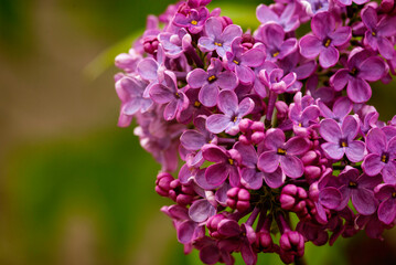 Syringa vulgaris, the lilac or common lilac Blooming purple flowers green background, close up branch Bouquet  garden beautiful wallpaper delicate PARFUMS Selective focus cluster smell copy space.