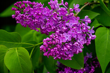 Obraz na płótnie Canvas Syringa vulgaris, the lilac or common lilac Blooming purple flowers green background, close up branch Bouquet garden beautiful wallpaper delicate PARFUMS Selective focus cluster smell copy space.